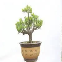 盆栽自然风景头像图片大全真实微信头像图片大全
