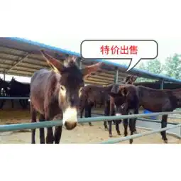 抚顺特种养殖场孔雀出售孔雀价格孔雀标本-黄页88网