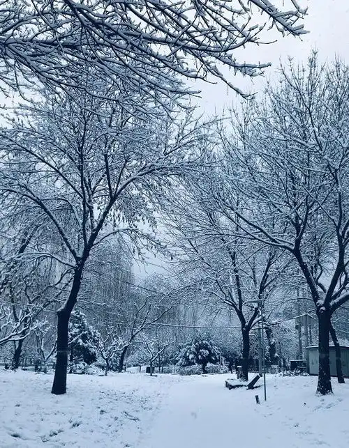 下雪到底要不要打伞下雪天到底要不要打伞南北方又吵翻了,终极解释来了
