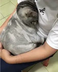 猫咪自己被剃毛后就一脸的不开心,天天躲在主人怀里
