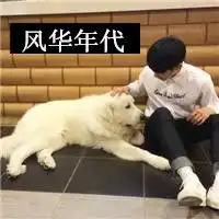 微信头像图片宠物二哈微信头像图片大全