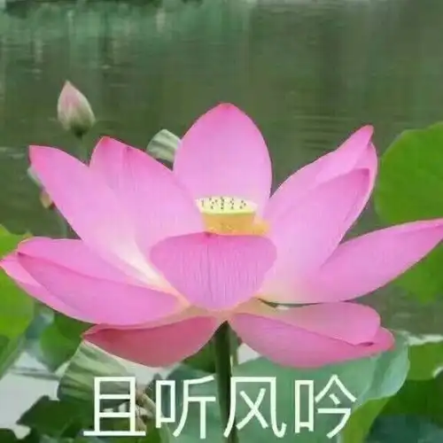女生微信头像很随意是会什么性格
