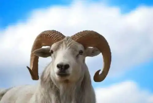 白羊男为什么怕天蝎女
