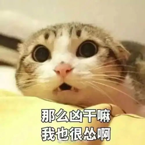 轻轻贴近你的耳朵你不如猫猫饼日记
