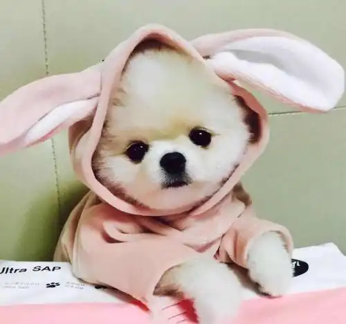 冬天,狗狗到底怕不怕冷要不要穿衣服
