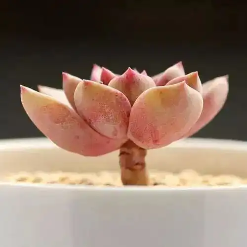 网易云热评伤感句子句句心痛我常常愚蠢,时时不幸