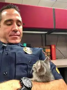 流浪猫深夜求收留,知道主人的身份后网友直呼有眼光的猫