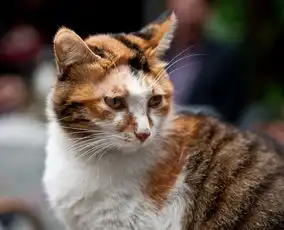 宽巷子的猫
