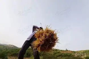 这样收麦子的你,让我想起了家里的老娘...

