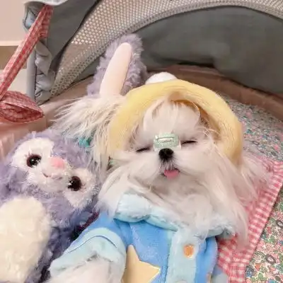 可爱猫咪狗子头像愿你保持可爱与微信头像我要个性网
