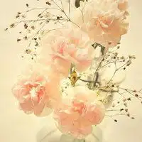 带花朵壁纸微信招财头像微信头像图片大全
