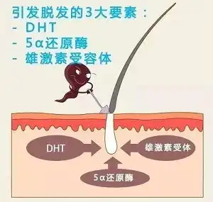 头发越来越少,胡子怎么越来越茂盛
