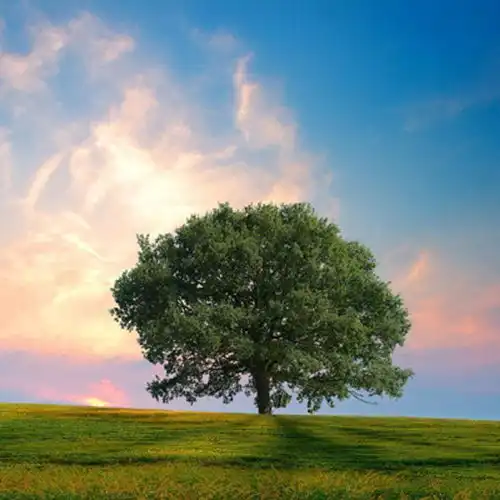 欧邦聪我是一只林中鸟remix欧邦聪remix
