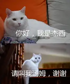 猫中渣男你这么浪,良心不会痛吗
