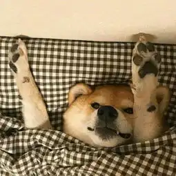 谁帮我看下这个是不是情侣头像
