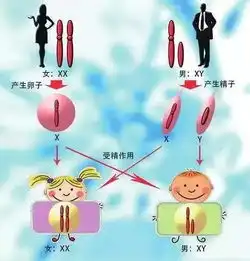 生男孩的科学方法和秘诀

