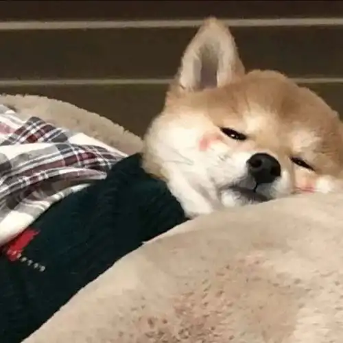 猫猫狗狗的可爱头像
