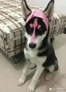 汪友家生的奶狗一模一样逼死脸盲症,奶奶却有神指通一招分辨哈哈哈...
