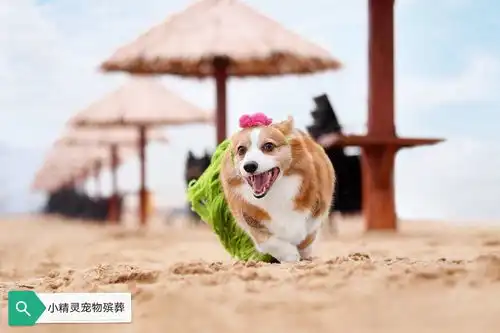 家中的宠物去世了,遗体怎么处理