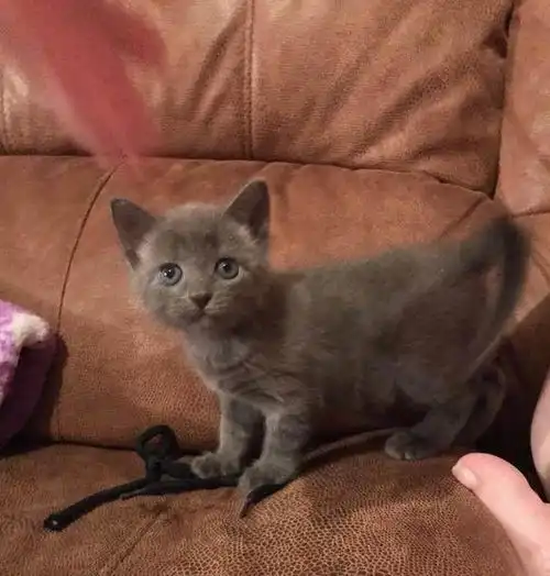 当流浪猫咪遇到猫爸时,全家吃惊了
