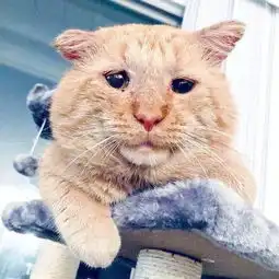 房东不给养猫,女子发一张照片后,就成功收编了资深流浪猫
