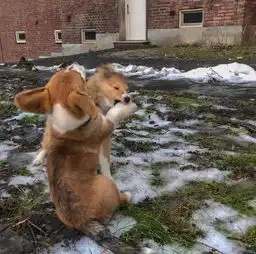 本来以为是狗子,结果养的都是鱼儿
