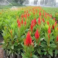 微信鸡冠花头像高清鸡冠花花朵图片大全
