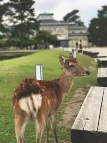 奈良千姿百态的鹿酱纯图片
