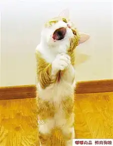爱猫男入室盗窃上百万买猫粮