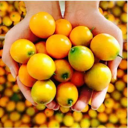 融安滑皮金桔b款5kg图片大全邮乐官方网站
