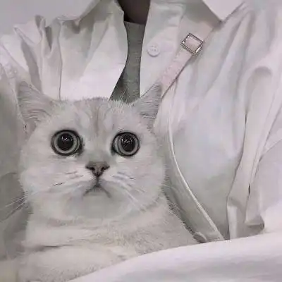 猫头像情侣一左一右