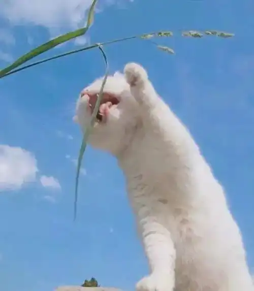 朋友圈背景图念念不忘必有回响
