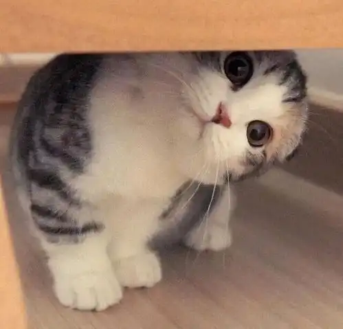 你养的猫是否聪明,对比这几种表现,心里就有数了
