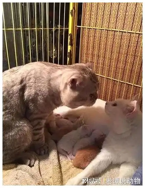 母猫生产用尽力气,公猫化身宠妻狂魔,各位男同胞多学习一下
