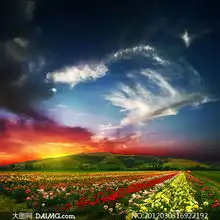 鲜花烂漫春天自然风景高清摄影图片
