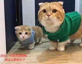 橘猫生了一只可爱的小猫,看谁都像是来偷猫的,眼神秒杀
