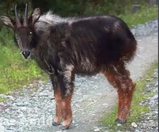 四不像现保护区,角像鹿蹄像牛头像羊尾像驴,罕见中华鬣羚
