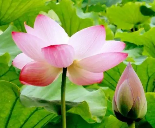 11月中旬,4属相贵人提携,事业运旺盛,工作顺风顺水
