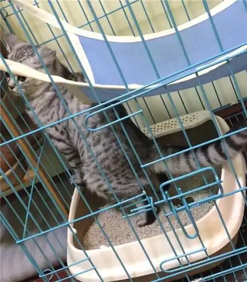 68万粉丝网红猫楼楼去世来看站着便便的社会你猫哥
