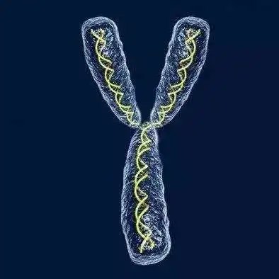 y染色体基因不仅控制性别,更能抑制白血病,发现首个仅存在于y染色体的抑癌基因
