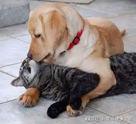 对猫狗过敏,是不是就不能养猫养狗
