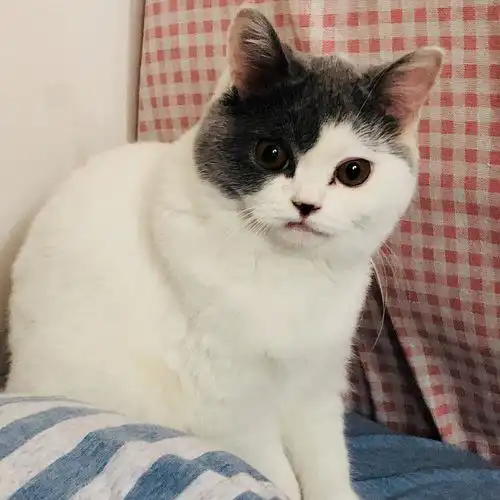 为啥我家猫猫的嘴巴是歪的是因为换牙的原因吗
