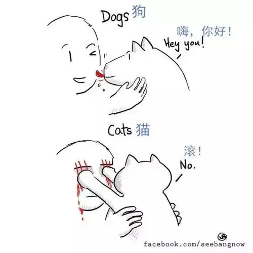 猫咪和狗狗的区别究竟在哪儿
