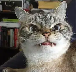 猫咪因长相被抛弃后遇好心人,结果却因长相成网红,赚大了
