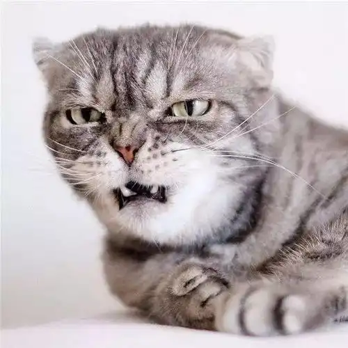 宇宙第一超凶猫,感觉全世界都欠它一车小鱼干
