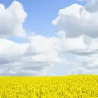 油菜花金灿灿的唯美油菜花头像
