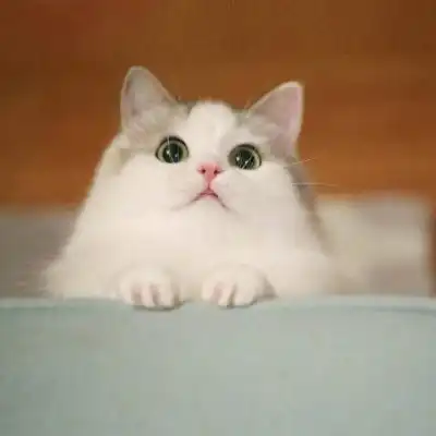母猫总闹猫有什么害处

