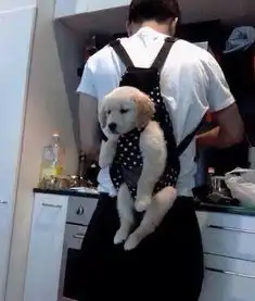 当一个男的背一只狗
