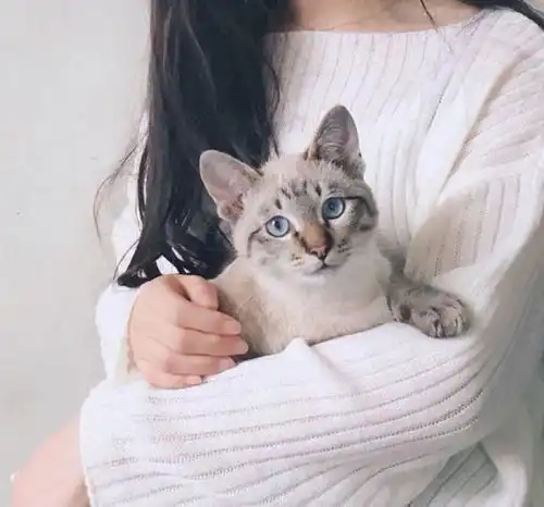 头像男抱猫养猫