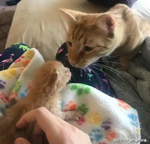 母猫想爬树叼走4只小猫,却被男子扔石子赶走,3周后带病见到孩子
